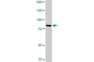 SP1 monoclonal antibody (M08), clone 2G5. (SP1 anticorps  (AA 522-618))
