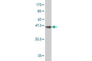 Western Blot detection against Immunogen (40.