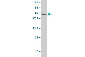 Western Blot detection against Immunogen (62.