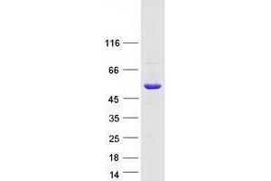 Validation with Western Blot