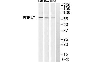 Western Blotting (WB) image for anti-phosphodiesterase 4C, CAMP-Specific (PDE4C) (Internal Region) antibody (ABIN1850976) (PDE4C anticorps  (Internal Region))