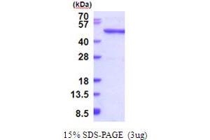 SDS-PAGE (SDS) image for Queuine tRNA-Ribosyltransferase Domain Containing 1 (QTRTD1) (AA 1-415) protein (His tag) (ABIN5853951)