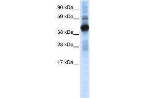 WB Suggested Anti-CREB1 Antibody Titration:  0. (CREB1 anticorps  (N-Term))
