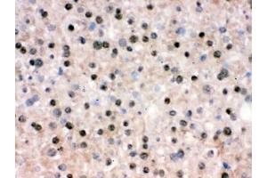 IHC testing of frozen mouse liver tissue with RBBP4 antibody. (RBBP4 / RbAp48 / NURF55 anticorps)