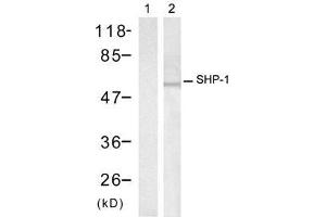 Western blot analysis of extracts from Raw264. (SHP1 anticorps)