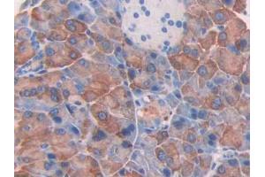 DAB staining on IHC-P; Samples: Mouse Pancreas Tissue (Thrombospondin 2 anticorps  (AA 968-1170))
