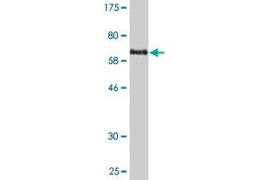 Western Blot detection against Immunogen (74.