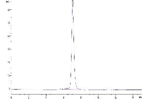 The purity of Mouse KLRG1 is greater than 95 % as determined by SEC-HPLC.