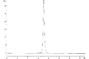 The purity of Mouse KLRG1 is greater than 95 % as determined by SEC-HPLC. (KLRG1 Protein (AA 57-188) (Fc Tag))