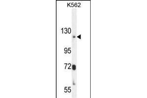 ATP8A2 Antibody (N-term) (ABIN654888 and ABIN2844540) western blot analysis in K562 cell line lysates (35 μg/lane). (ATP8A2 anticorps  (N-Term))