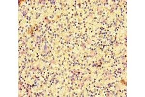Immunohistochemistry of paraffin-embedded human spleen tissue using ABIN7167196 at dilution of 1:100