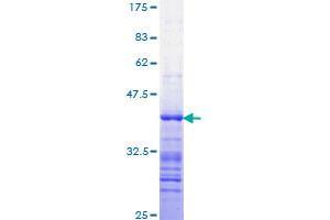 Image no. 1 for Signal Transducer and Activator of Transcription 3 (Acute-Phase Response Factor) (STAT3) (AA 670-769) protein (GST tag) (ABIN1321596)