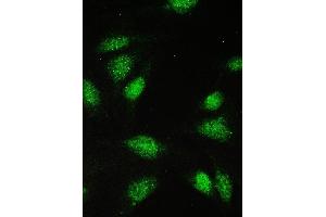 IF analysis of PAX5 using anti-PAX5 antibody (ABIN5692907). (PAX5 anticorps  (AA 217-282))