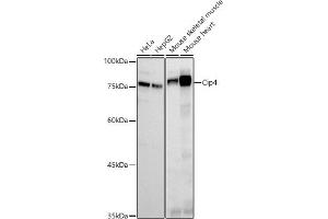 Western blot analysis of extracts of various cell lines, using Cip4 antibody (ABIN7270822) at 1:500 dilution. (TRIP10 anticorps)
