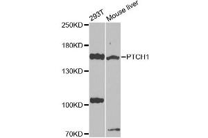 Western blot analysis of extracts of various cell lines, using PTCH1 antibody (ABIN4904887) at 1:1000 dilution. (Patched 1 anticorps)