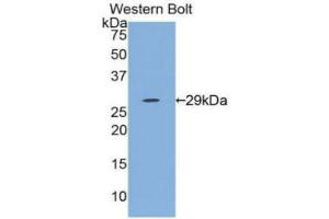 Western Blotting (WB) image for anti-Interleukin 12 alpha (IL12A) (AA 23-219) antibody (ABIN3209532) (IL12A anticorps  (AA 23-219))