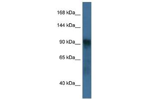 WB Suggested Anti-Atg9a Antibody Titration: 1. (ATG9A anticorps  (C-Term))