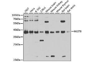 Western blot analysis of extracts of various cell lines, using MLST8 antibody.