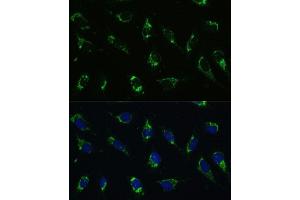 Immunofluorescence analysis of U-2 OS cells using I antibody (ABIN7265720) at dilution of 1:100. (ATP5I anticorps  (AA 1-69))