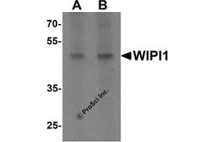 Western Blotting (WB) image for anti-WD Repeat Domain, phosphoinositide Interacting 1 (WIPI1) (C-Term) antibody (ABIN1077376) (WIPI1 anticorps  (C-Term))