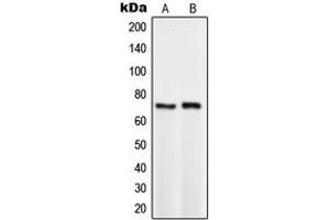 Western blot analysis of TCF3 expression in HeLa (A), BYDP (B) whole cell lysates. (TCF3 anticorps  (C-Term))