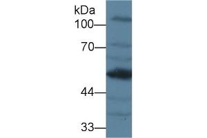 Detection of AGT in Mouse Kidney lysate using Polyclonal Antibody to Angiotensinogen (AGT) (AGT anticorps  (AA 23-477))