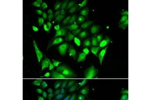 Immunofluorescence analysis of HeLa cells using BHLHE40 Polyclonal Antibody (BHLHE40 anticorps)