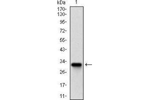 Western blot analysis using ZFP42 mAb against human ZFP42 recombinant protein.