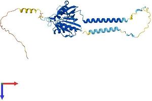 AlphaFold protein structure predicition of Mouse Recombinant Brix1 Protein, UniprotID Q9DCA5