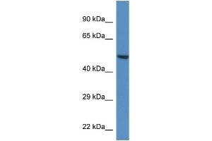 WB Suggested Anti-Trim11 Antibody   Titration: 1. (TRIM11 anticorps  (C-Term))
