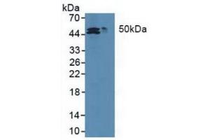 Western blot analysis of (1) Human HepG2 cells and (2) Human HCT116 cell. (MAT2A anticorps  (AA 176-395))