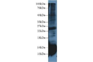 Western Blot; Sample: Rat Spleen lysate; Primary Ab: 2µg/ml Rabbit Anti-Rat CSTB Antibody Second Ab: 0.