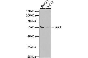 Western blot analysis of extracts of various cell lines, using SGCE antibody. (SGCE anticorps)