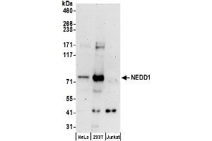 anti-Neural Precursor Cell Expressed, Developmentally Down-Regulated 1 (NEDD1) (AA 400-450) antibody
