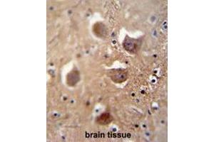 TDRD7 antibody (C-term) immunohistochemistry analysis in formalin fixed and paraffin embedded human brain tissue followed by peroxidase conjugation of the secondary antibody and DAB staining. (TDRD7 anticorps  (C-Term))
