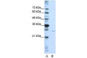 WB Suggested Anti-EMG1  Antibody Titration: 0. (EMG1 anticorps  (N-Term))