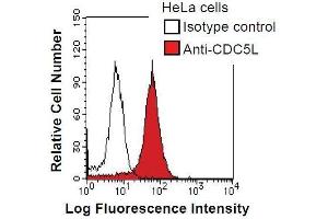 HeLa cells were fixed in 2% paraformaldehyde/PBS and then permeabilized in 90% methanol. (CDC5L anticorps)