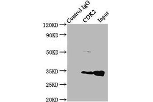 Immunoprecipitating CDK2 in Hela whole cell lysate Lane 1: Rabbit control IgG (1 μg) instead of ABIN7148865 in Hela whole cell lysate.
