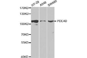 Western blot analysis of extracts of various cell lines, using PDE4D antibody. (PDE4D anticorps  (AA 249-518))