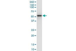 Immunoprecipitation of YBX2 transfected lysate using anti-YBX2 MaxPab rabbit polyclonal antibody and Protein A Magnetic Bead , and immunoblotted with YBX2 MaxPab mouse polyclonal antibody (B01) .