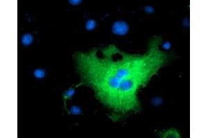 Anti-L1CAM mouse monoclonal antibody (ABIN2453223) immunofluorescent staining of COS7 cells transiently transfected by pCMV6-ENTRY L1CAM (RC211601). (L1CAM anticorps)