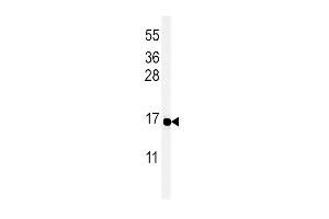 Western blot analysis of PYY Antibody in MCF-7 cell line lysates (35ug/lane) (Peptide YY anticorps  (C-Term))