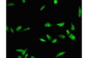 Immunofluorescent analysis of Hela cells using ABIN7150275 at dilution of 1:100 and Alexa Fluor 488-congugated AffiniPure Goat Anti-Rabbit IgG(H+L)