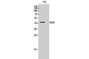 Western Blotting (WB) image for anti-Advanced Glycosylation End Product-Specific Receptor (AGER) (Internal Region) antibody (ABIN3186680) (RAGE anticorps  (Internal Region))