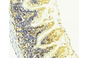 ABIN6276807 at 1/100 staining Mouse colon tissue by IHC-P. (KNG1 anticorps  (N-Term))