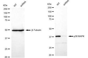 Western blotting analysis using p38 MAPK antibody (ABIN7799446).