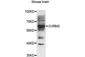 Western blot analysis of extracts of mouse brian, using CHRM3 antibody. (CHRM3 anticorps)