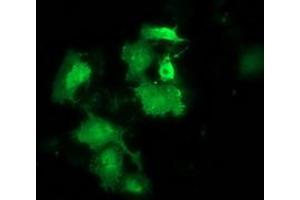 Anti-HSPB8 mouse monoclonal antibody (ABIN2453824) immunofluorescent staining of COS7 cells transiently transfected by pCMV6-ENTRY HSPB8 (RC201040). (HSPB8 anticorps)