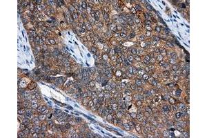 Immunohistochemistry (IHC) image for anti-NME/NM23 Nucleoside Diphosphate Kinase 4 (NME4) antibody (ABIN1499775) (NME4 anticorps)