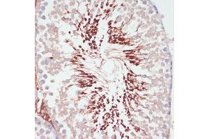 Immunohistochemistry of paraffin-embedded rat testis using PGK2 antibody (ABIN6128431, ABIN6145506, ABIN6145507 and ABIN6216775) at dilution of 1:100 (40x lens).